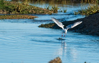 Seabird diving for food in the Blackwater estuary near Goldhanger, by James Crisp