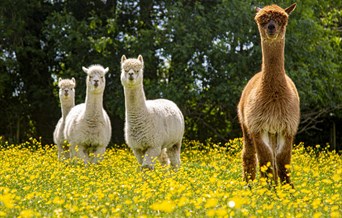 Hopefield Animal Sanctuary