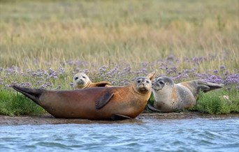 Seal Watching Trips, Harwich