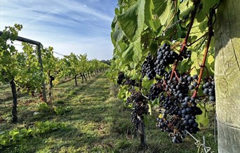 Dedham Vale Vineyard Tours and Tasting