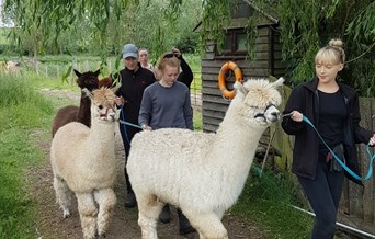 Alpaca Walking Experience (includes pygmy goats too)