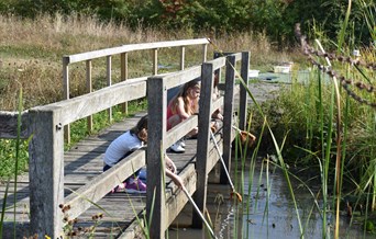 Abberton Pond Dipping