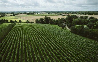 Vineyard Tour and Tasting