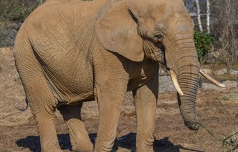 Colchester Zoological Society