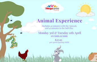 Animal Experience