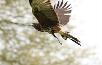 Harvest Falconry at Audley End