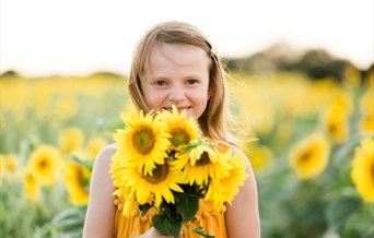 Small child with bunch of sunflowers at Writtle Sunflowers in Essex