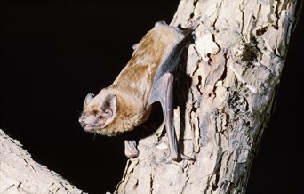 Discover Bats, Moths and More