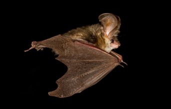 Bat Walk