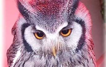 Bird of Prey Handling