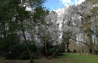 April Open Day - Blossom Day