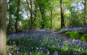 Bluebell Walks