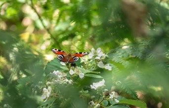 Butterfly on plant