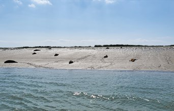 Charter Discovery - Seal Watching & Wildlife Trips