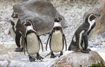 Penguins at Colchester Zoo