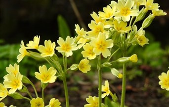 Mother's Day at Green Island Gardens