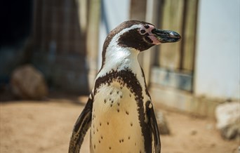 Sealife Adventure