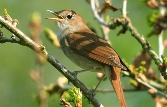 Guided Nightingale Walks