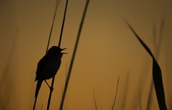 Dawn Chorus at Rainham Marshes