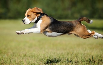 Dog Activity Trail at Thorndon Country Park