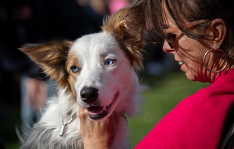 Doggy Fun Day