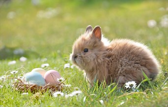 Mountfitchet Castle Easter Egg Hunt