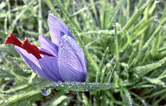 Saffron Day
