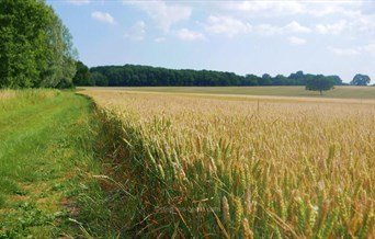 Essex Way Stage 6 - West Bergholt to Mistley Heath