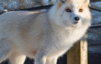 Exotic Animal Weekend