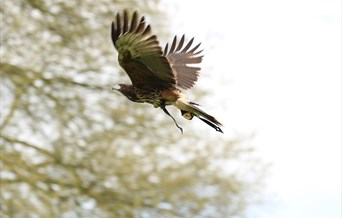 Harvest Falconry at Audley End