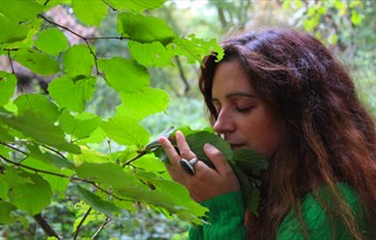 Forest Bathing