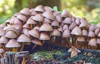 Fungi