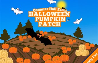 Halloween Pumpkin Patch