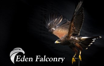Hawks & Friends