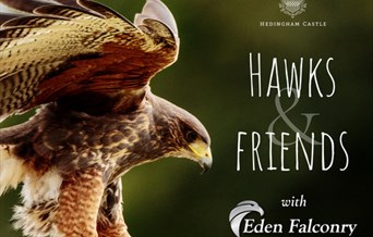 Hawks and Friends