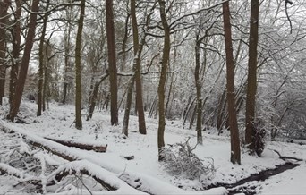 High Woods Country Park trees covered in snow