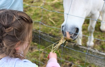 Child feeding a horse