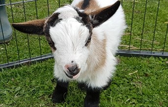 Alpaca Walking Experience (with pygmy goats too!)