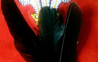 The Miner's Crow