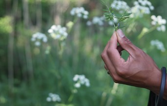Foraging With The Pines
