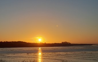 Dawn Chorus Early Morning  Opening