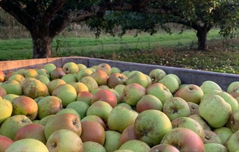 Trays of picked apples at Daymens Hill Farm