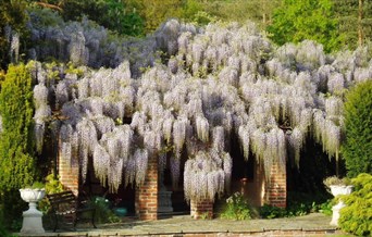 Wisteria flowers at Wickham Bishops