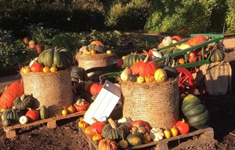 Pumpkins on a cart