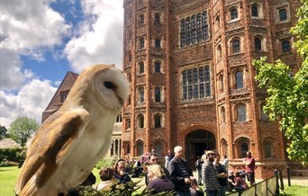 Falconry Display on Father's Day,