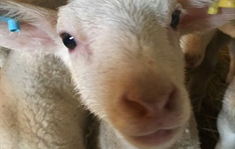 Lamb Season at Layer Marney Tower