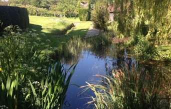 Beautiful garden with pond and reeds