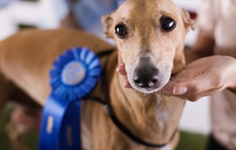 Dog with rosette