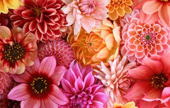 Assorted colourful flowers