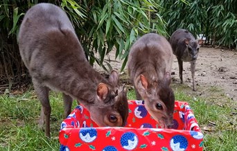 Magic of Christmas